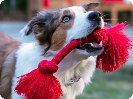 Dog with red rope in its mouth 