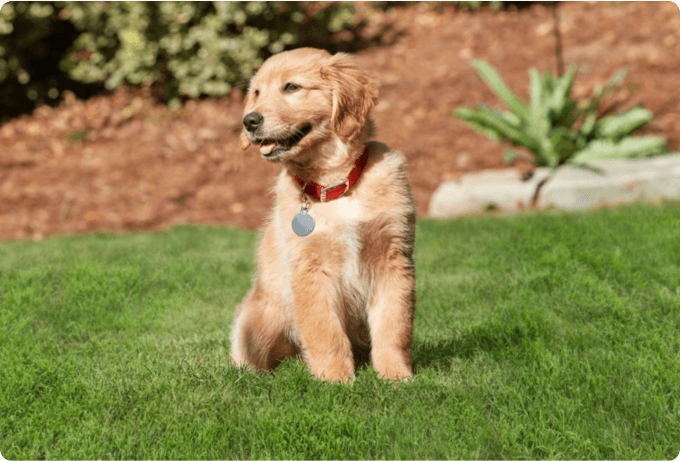 A golden retriever puppy sits in the backyard