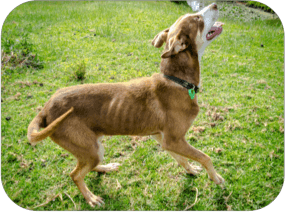 A dog with ribs showing