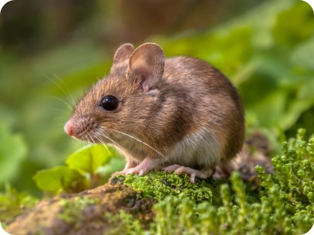 A small mouse
