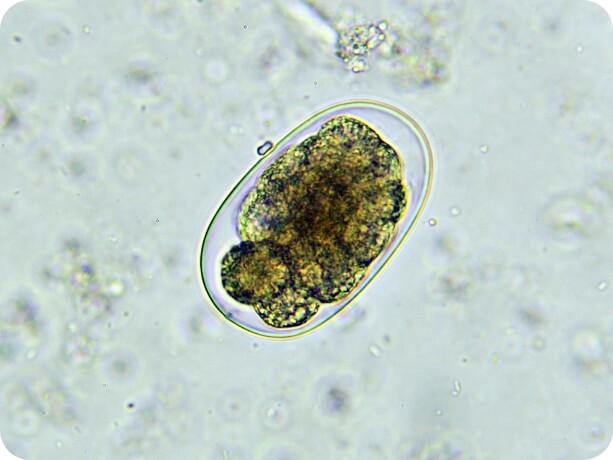 Image of microscopic hookworm eggs 