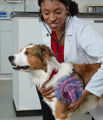 A vet inspects a dog for heartworms