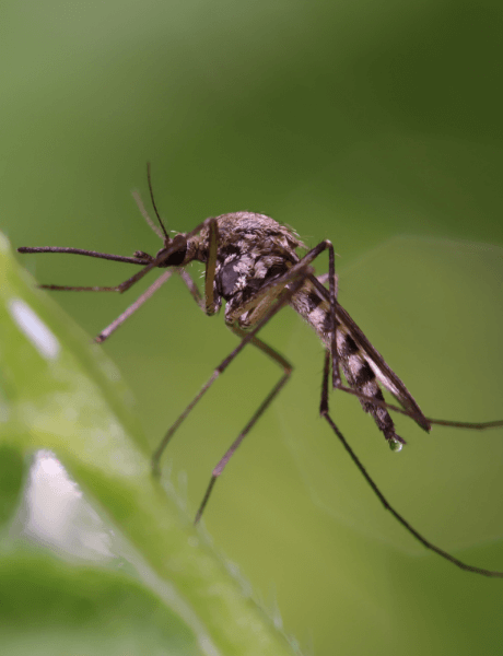 A mosquito on a plant