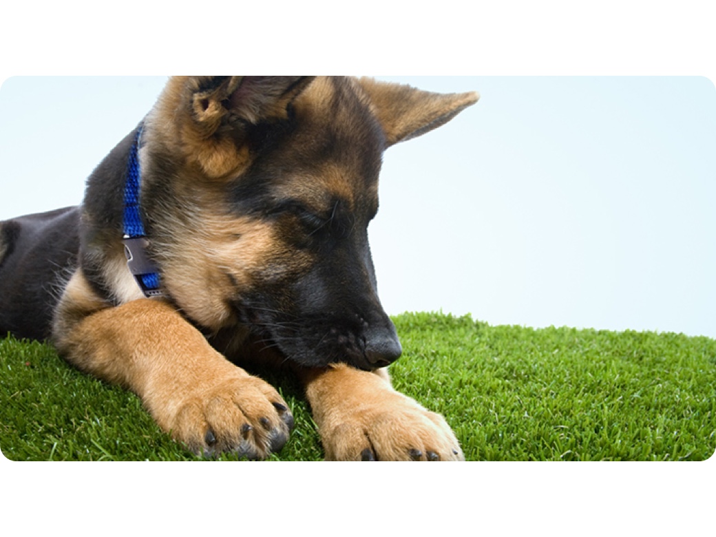Dog licking his paw