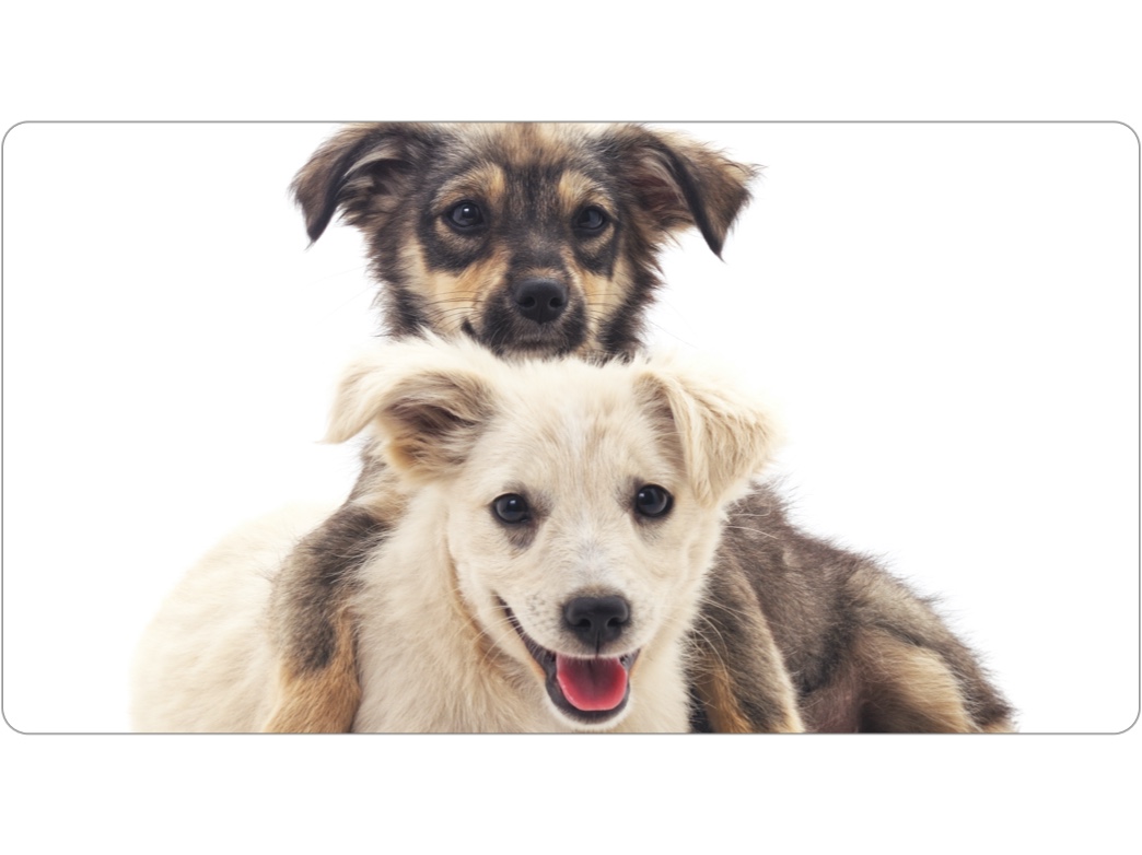 two puppies