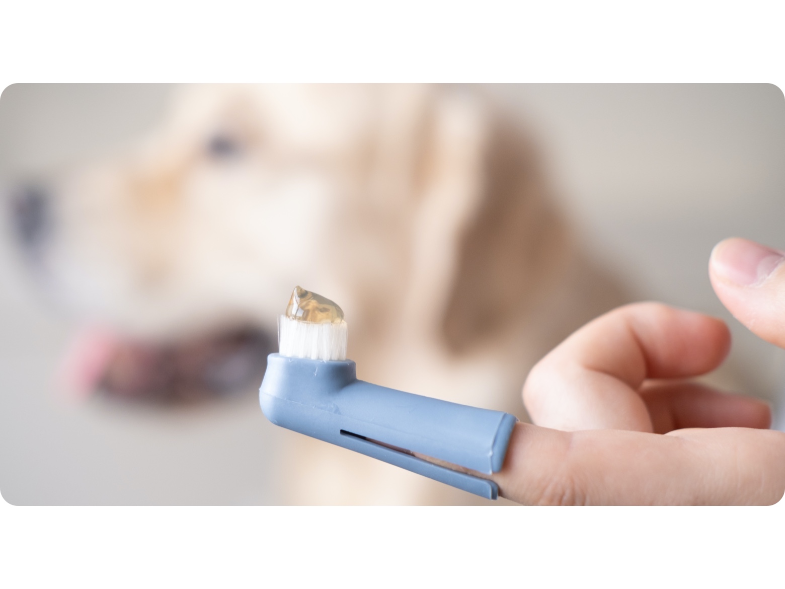 Dog toothbrush and dog in the background
