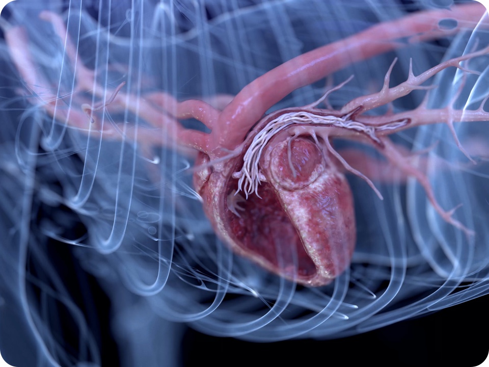 Dog x ray with heartworm