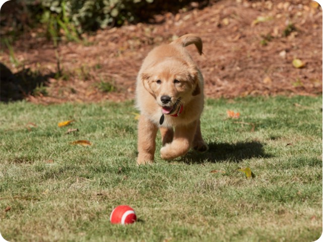 puppy playing on grass 