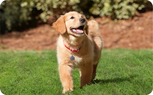 puppy walking on grass