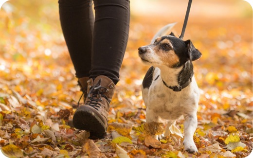 small dog walking in autumn 