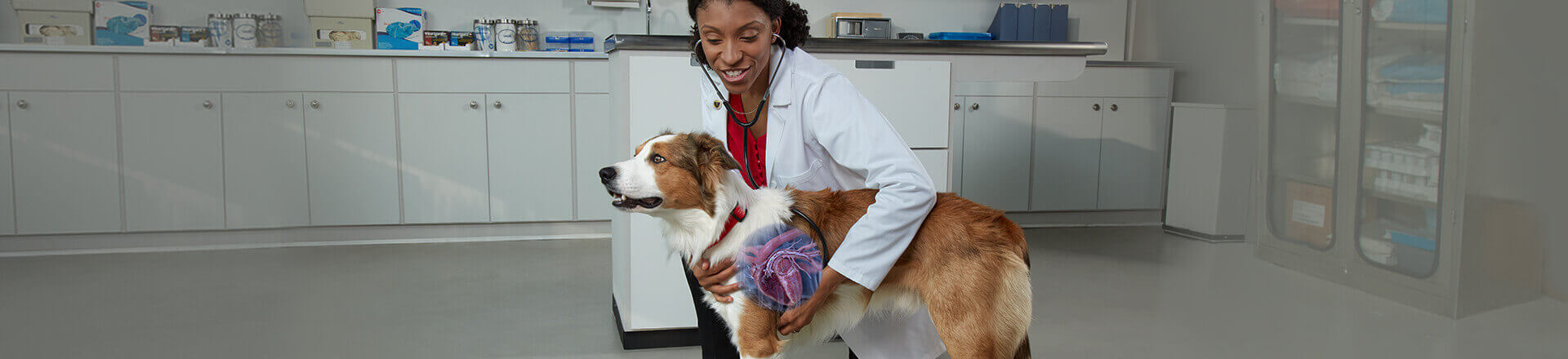 Veterinarian with dog with heartworm illustration on dog's chest
