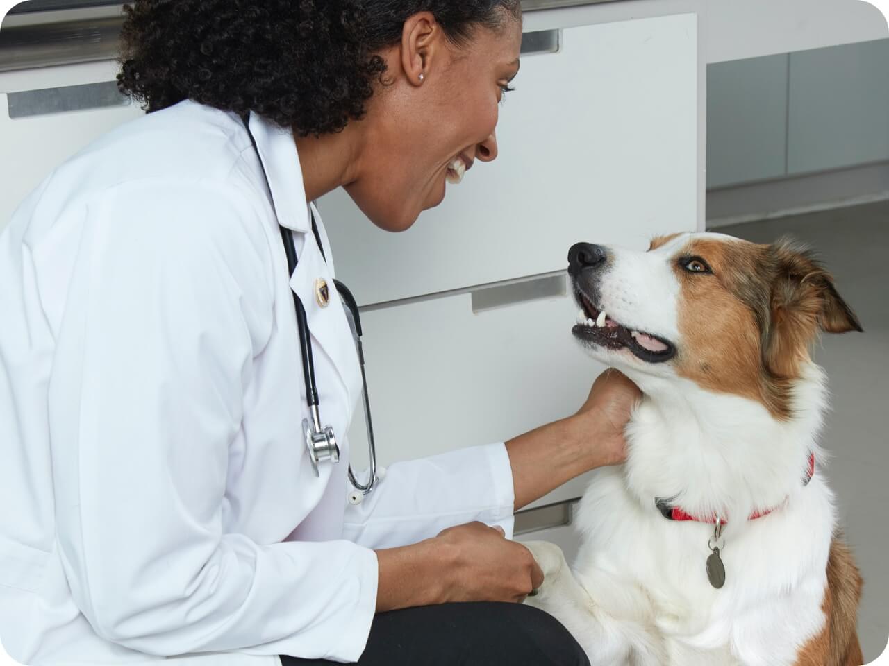 Friendly vet pets dog in vet clinic