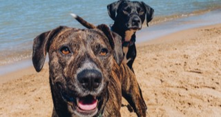 Two dogs on the lakeshore 