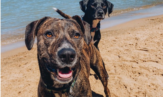 Two dogs on the lakeshore 