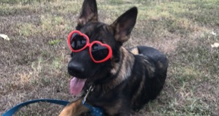 A german shepherd with heart-shaped sunglasses on 