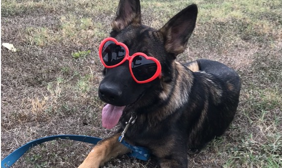 A german shepherd with heart-shaped sunglasses on 