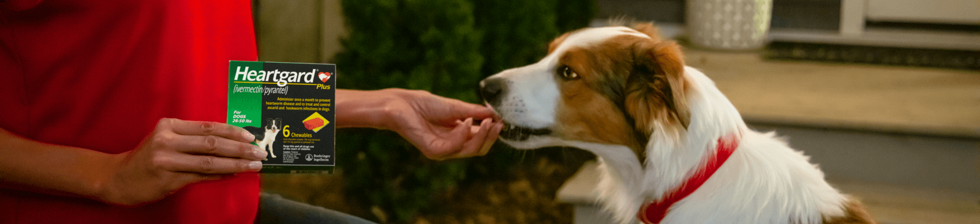 Woman feeds her dog a Heartgard treat