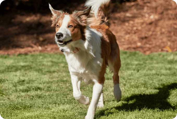 A dog running through a field