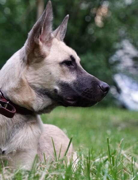 A german shepherd looks alerted