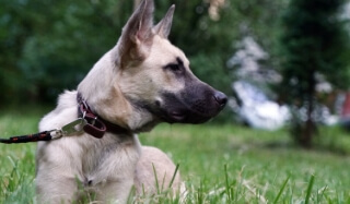 A german shepherd looks alerted