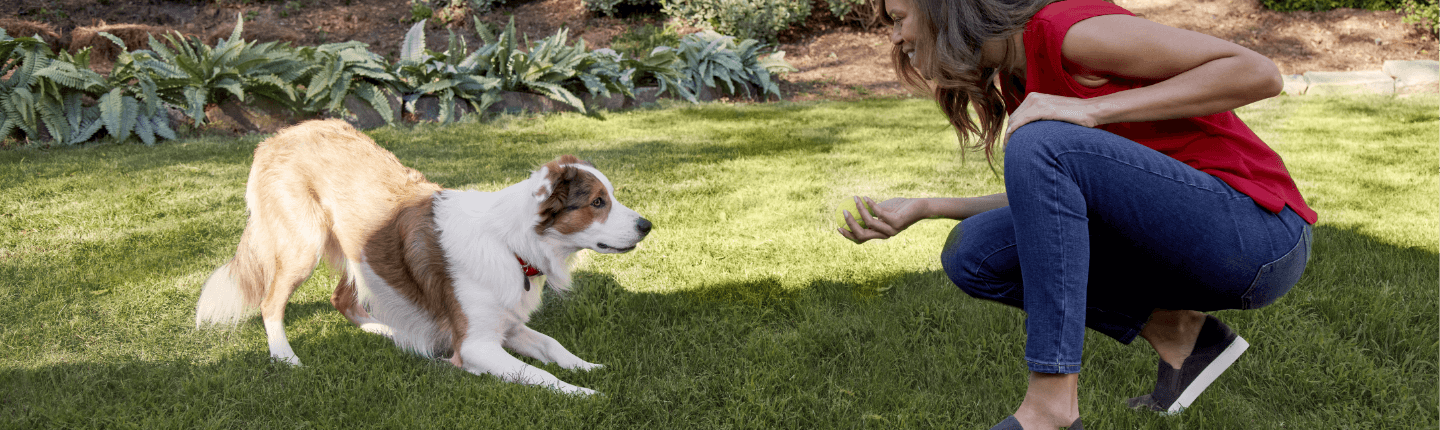 A woman is about to throw a tennis ball for her dog