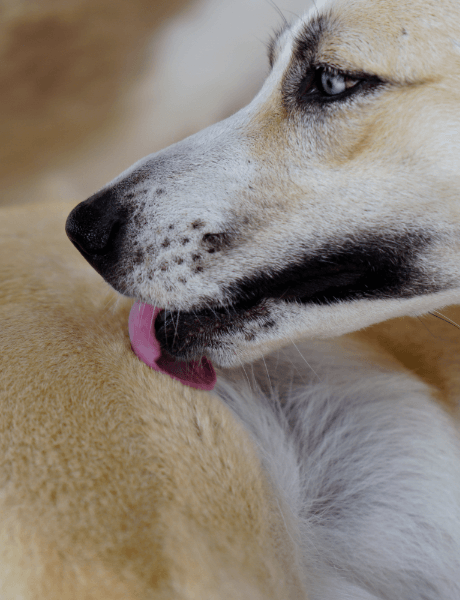 A dog practicing self-grooming