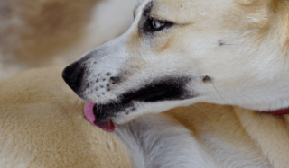 A dog practicing self-grooming