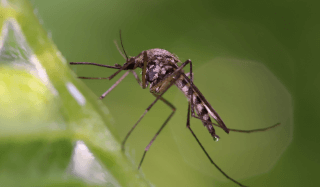 A mosquito on a plant