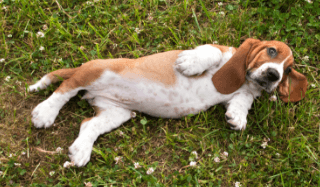 A puppy rolls on its back and shows you its belly for pets