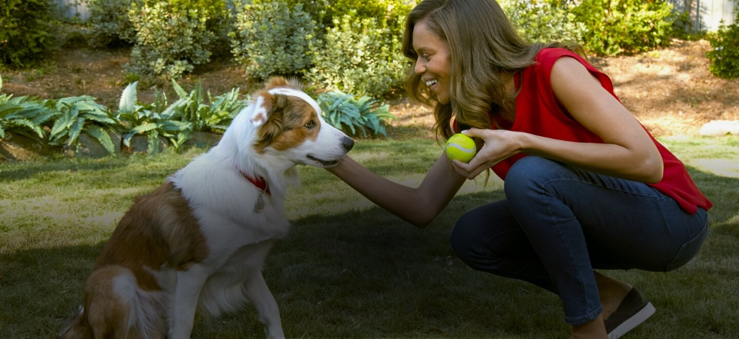 A woman holds a tennis ball in front of her dog | HEARTGARD® Heartworm Protection