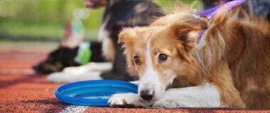 A dog lays its head on top of a blue frisbee | HEARTGARD® Heartworm Protection