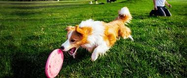 A dog chases after a rolling frisbee | HEARTGARD® Heartworm Protection