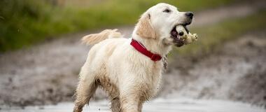 A lab chews on a toy | HEARTGARD® Heartworm Protection