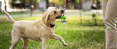 A young white lab tried to grab a rope in its owners hand | HEARTGARD® Heartworm Protection