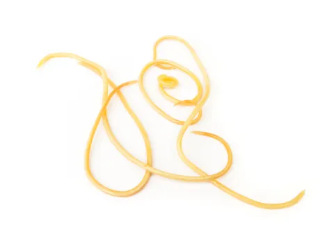Roundworms: What You Need to Know